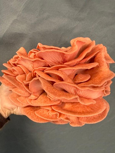 Produktfoto zu Rosenseitlinge