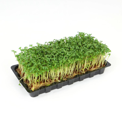 Produktfoto zu Kresse