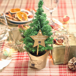 Mini-Weihnachtsbaum in einem Topf, dekoriert mit einem Stern. Text: "Der kleinste Weihnachtsbaum der Welt".