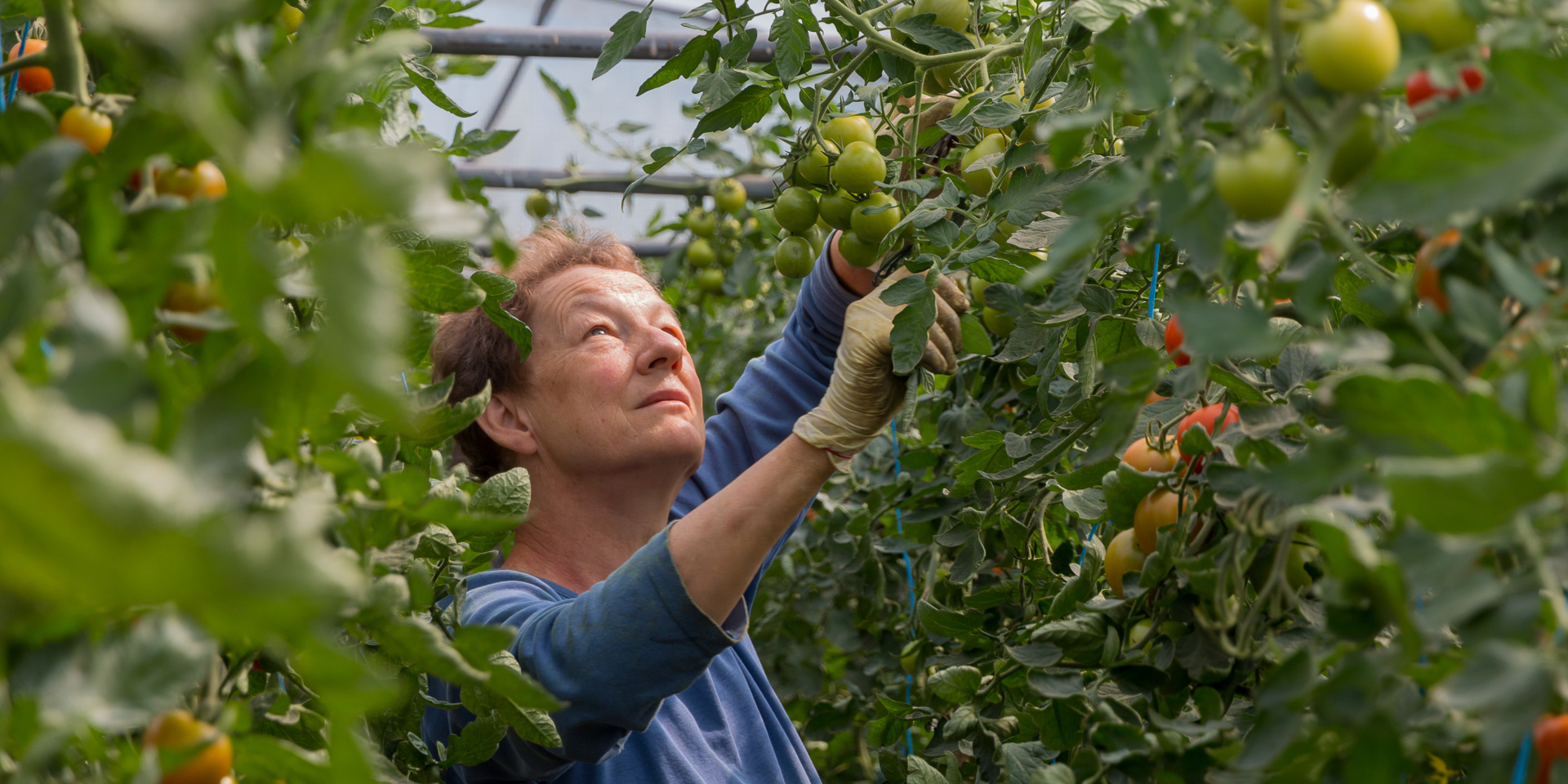 Eine Person erntet Tomaten in einem Gewächshaus.