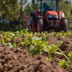 Pflanzen wachsen in Reihen auf einem Feld, im Hintergrund steht ein unscharfer Traktor.