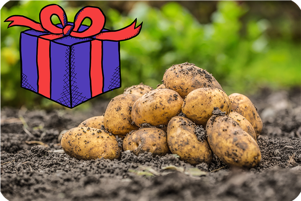 KI generiert: Ein Haufen Kartoffeln auf Erde, daneben eine gezeichnete Geschenkbox.