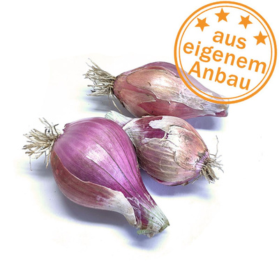 Produktfoto zu Schalotten, frisch, eigen