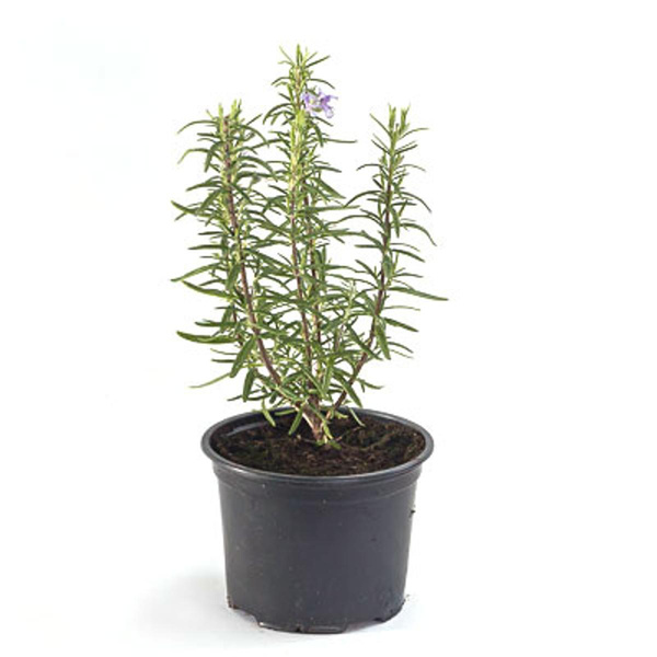 Produktfoto zu Rosmarin, Topf