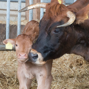  Kuh mit Kalb in einem Stall, beide kuscheln eng beieinander im Stroh.