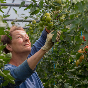  Person erntet Tomaten in einem Gewächshaus.
