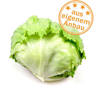 Produktfoto zu Eissalat, eigen