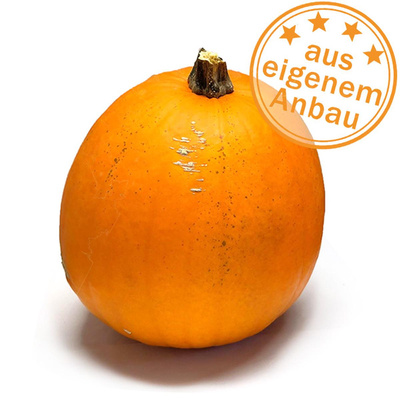 Produktfoto zu Halloween-Kürbis, eigen, 4-5 kg