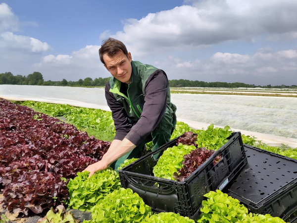 KI generiert: Ein Mann erntet Salat auf einem Feld und legt ihn in schwarze Kisten.