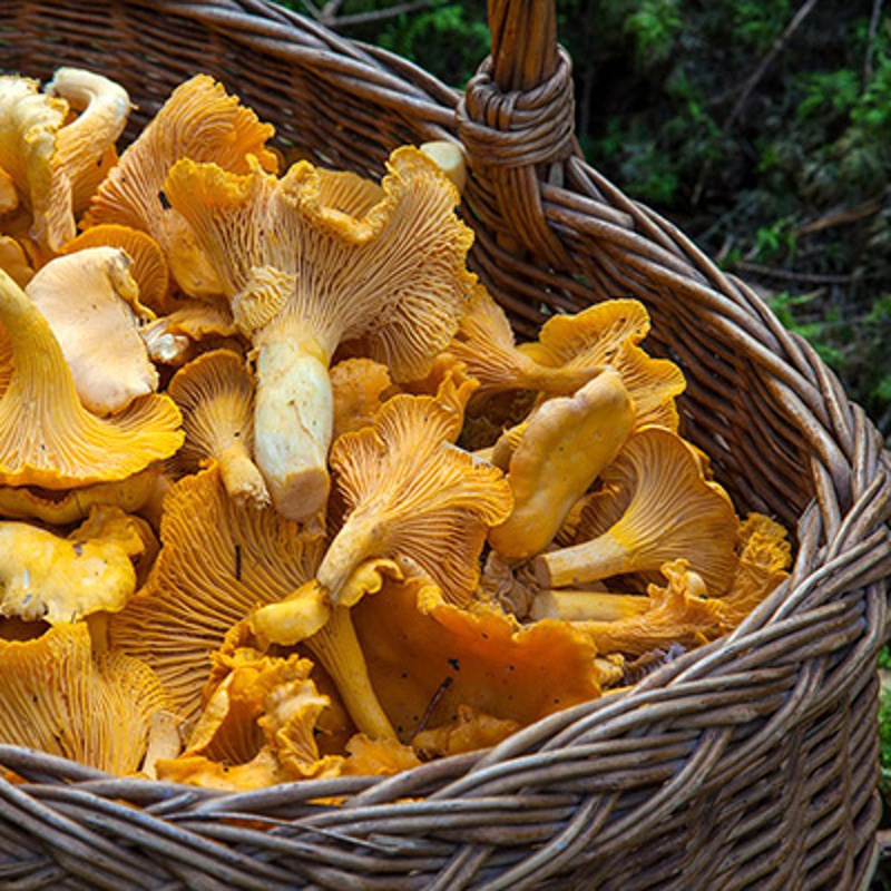 Rund um die Pilze