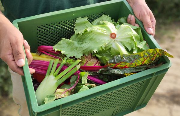 Eine grüne Kiste voller frischem Gemüse wird von einer Person gehalten.