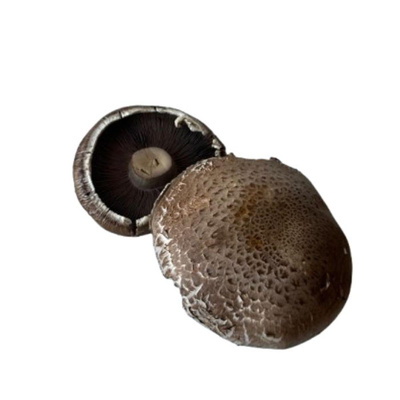 Produktfoto zu Riesensteinchampignons
