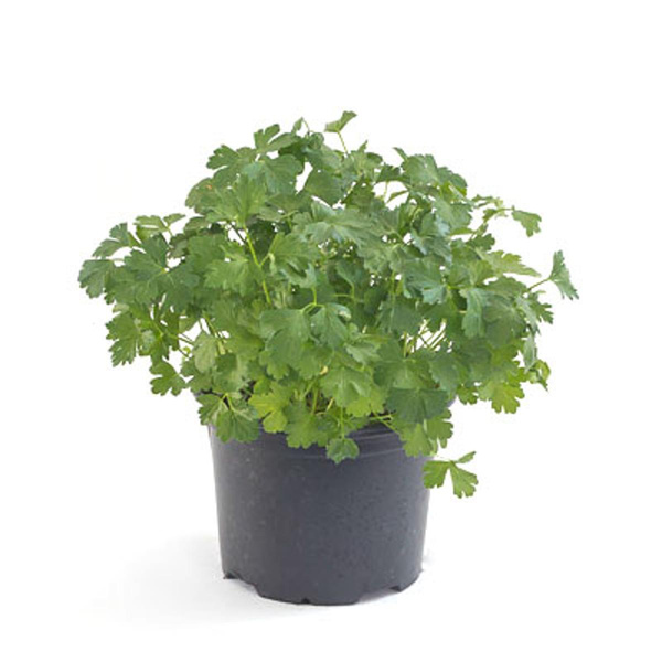 Produktfoto zu Koriander, Topf