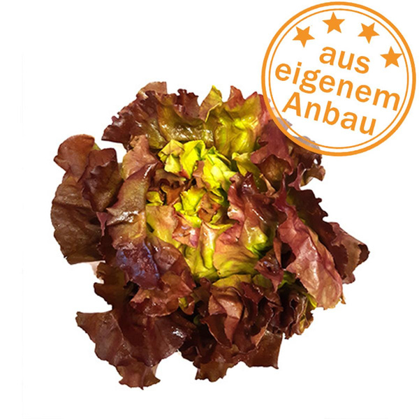 Produktfoto zu Kopfsalat, rot, klein, eigen