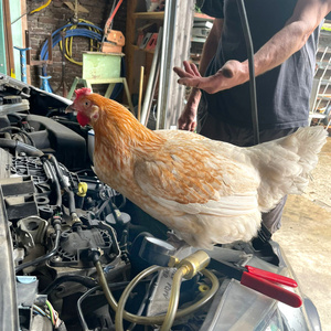 Ein Huhn steht auf einem offenen Auto-Motor, daneben ist eine Person mit ausgebreiteten Händen zu sehen.