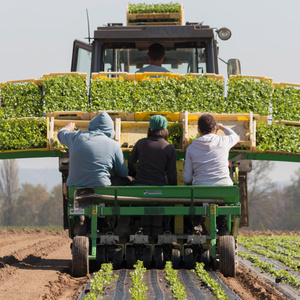 Menschen pflanzen in einem Feld mit einem Traktor Setzlinge.