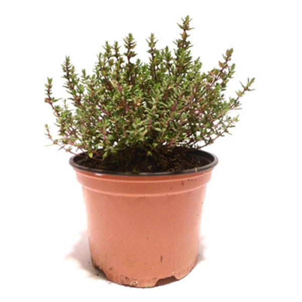 Produktfoto zu Thymian, Topf