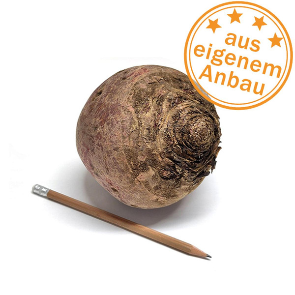 Produktfoto zu Rote Bete, dick, eigen, >400g