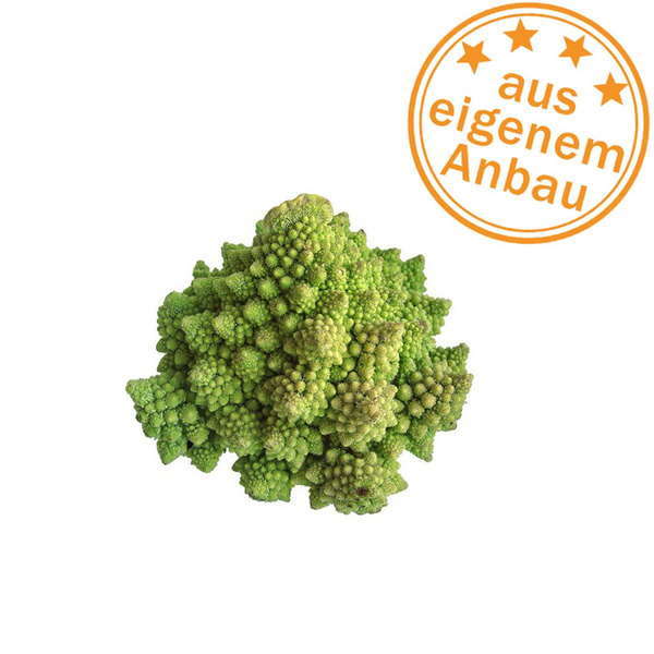 Produktfoto zu Romanesco, klein, eigen