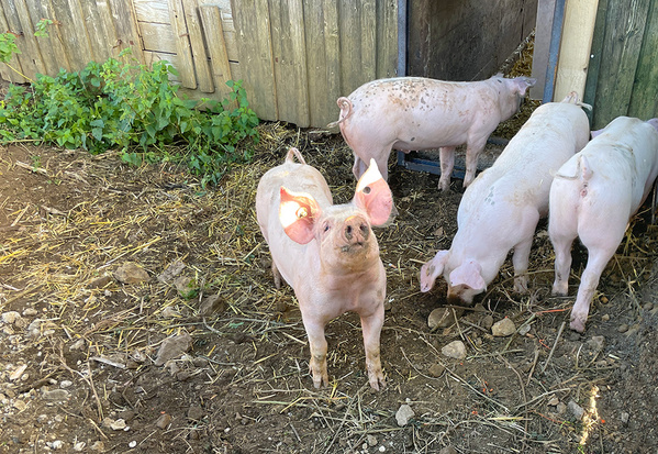 Mehrere Schweine stehen auf einem Bauernhof vor einem Holzstall.