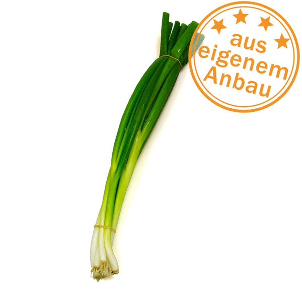 Produktfoto zu Lauchzwiebeln, eigen