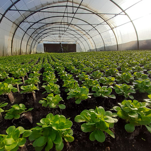 Grünes Gemüse wächst in Reihen in einem großen, sonnenbeschienenen Gewächshaus.