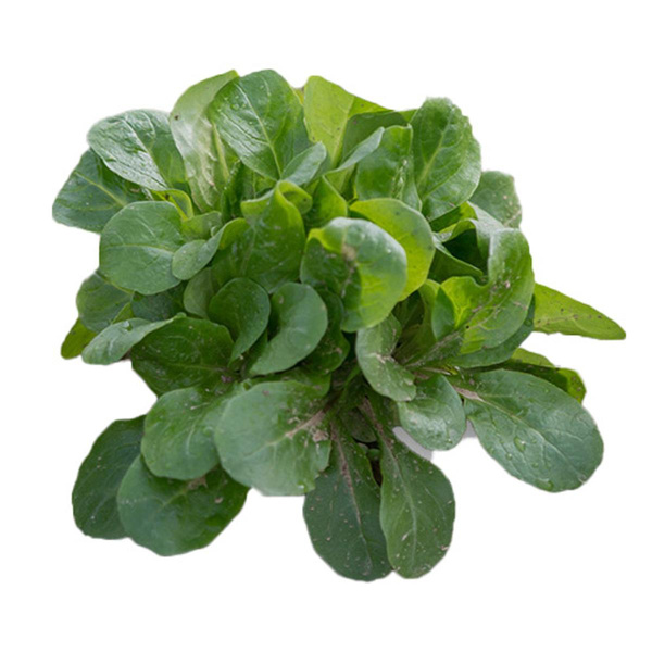 Produktfoto zu Feldsalat