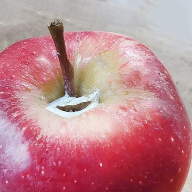 KI generiert: Das Bild zeigt eine stilisierte Illustration einer gelben Karotte mit grünem Blattwerk auf einem hellgrünen Hintergrund. Der Hauptinhalt ist die minimalistische Darstellung der Karotte.