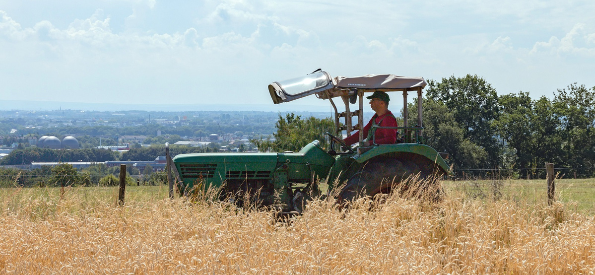 3 Tomaten mit Aufschrift Impressum