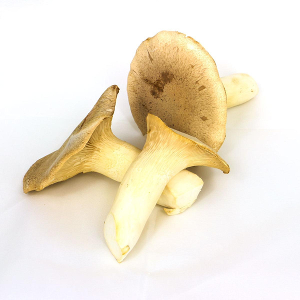 Produktfoto zu Kräuterseitlinge