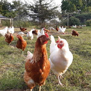 Mehrere Hühner laufen auf einer grünen Wiese, umgeben von Bäumen.