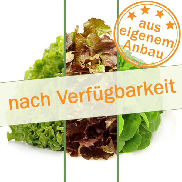 Produktfoto zu Salat, klein, eigen