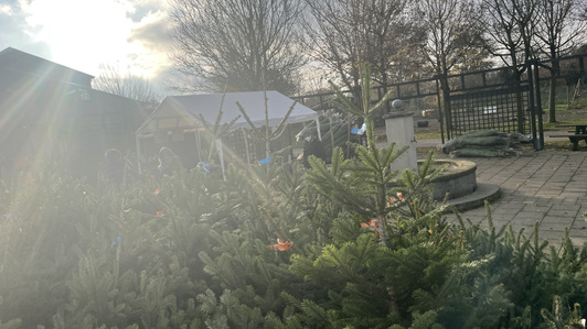 Weihnachtsbäume sind zum Verkauf vor einem weißen Zelt aufgestellt.