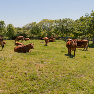 Kühe weiden auf einer grünen Wiese unter blauem Himmel, umgeben von Bäumen.