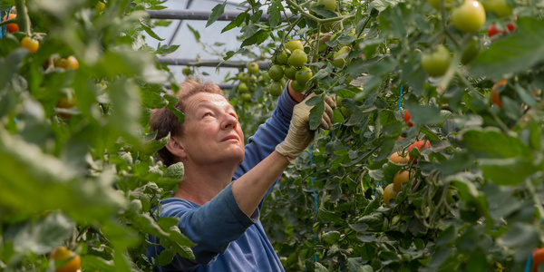 Eine Person erntet Tomaten in einem Gewächshaus.