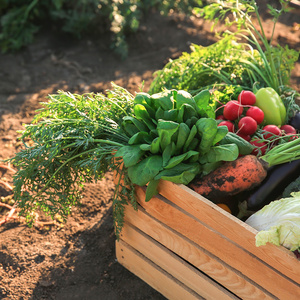 KI generiert: Frisches Gemüse in einer Holzkiste auf einem Feld, darunter Karotten, Spinat, Radieschen, Paprika und Süßkartoffeln.