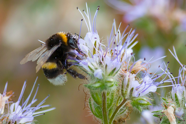 Eine Hummel bestäubt eine lila Blume.