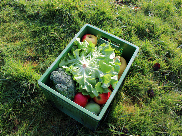 Frisches Obst, Gemüse, Eier und Brot in einer bunten Auswahl.