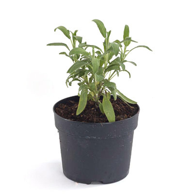 Produktfoto zu Gewürzsalbei, Topf