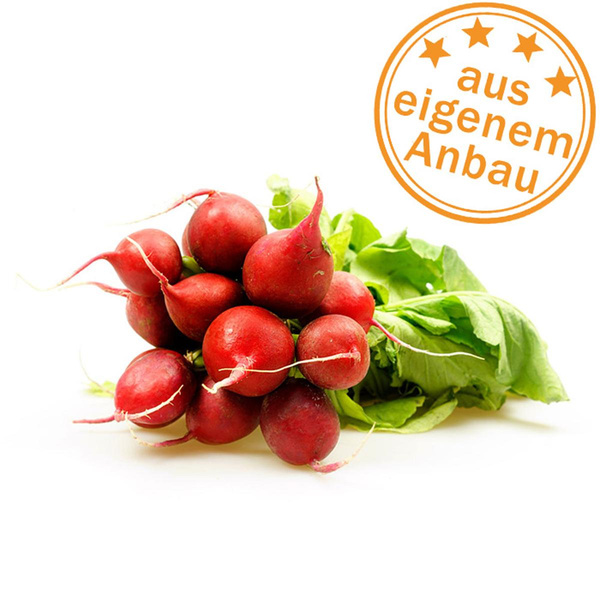 Produktfoto zu Radieschen, eigen (Laub mit Lochfraß)