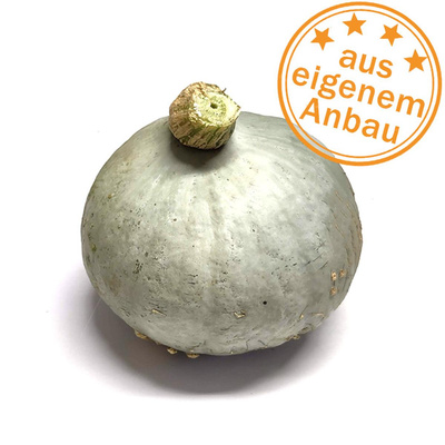 Produktfoto zu Kürbis Blue Ballet, klein, eigen, ca. 700g
