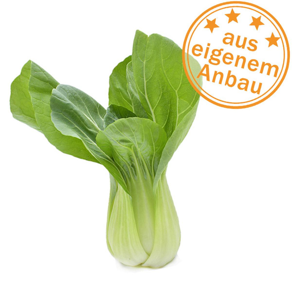Produktfoto zu Pak Choy, eigen, Löcher im Blatt