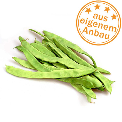 Produktfoto zu Stangenbohnen, eigen (lila!)