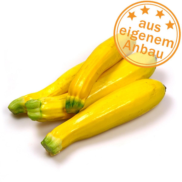 Produktfoto zu Zucchini, gelb, eigen