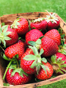 KI generiert: Frische Erdbeeren in einem Holzkorb auf grünem Hintergrund.