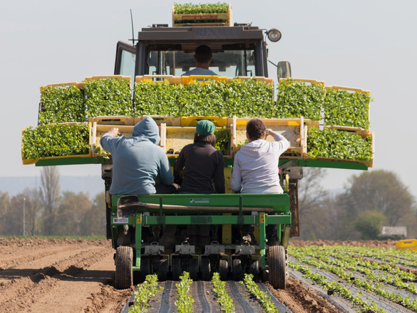KI generiert: Menschen pflanzen Setzlinge auf einem Feld mithilfe einer Maschine.