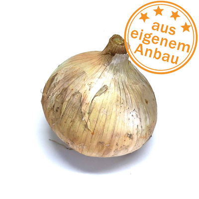 Produktfoto zu Gemüsezwiebel, eigen