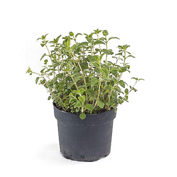 Produktfoto zu Oregano "gold", Topf