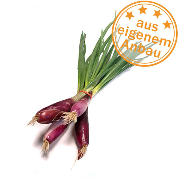 Produktfoto zu Lauchzwiebeln, rot, eigen