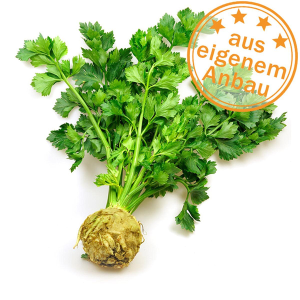 Produktfoto zu Knollensellerie mit Grün, eige